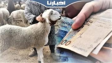 كساب: الزيادة مابين 800 و1000 درهم في الكبش الواحد هذه السنة وهذا هو سبب غلاء أضحية العيد
